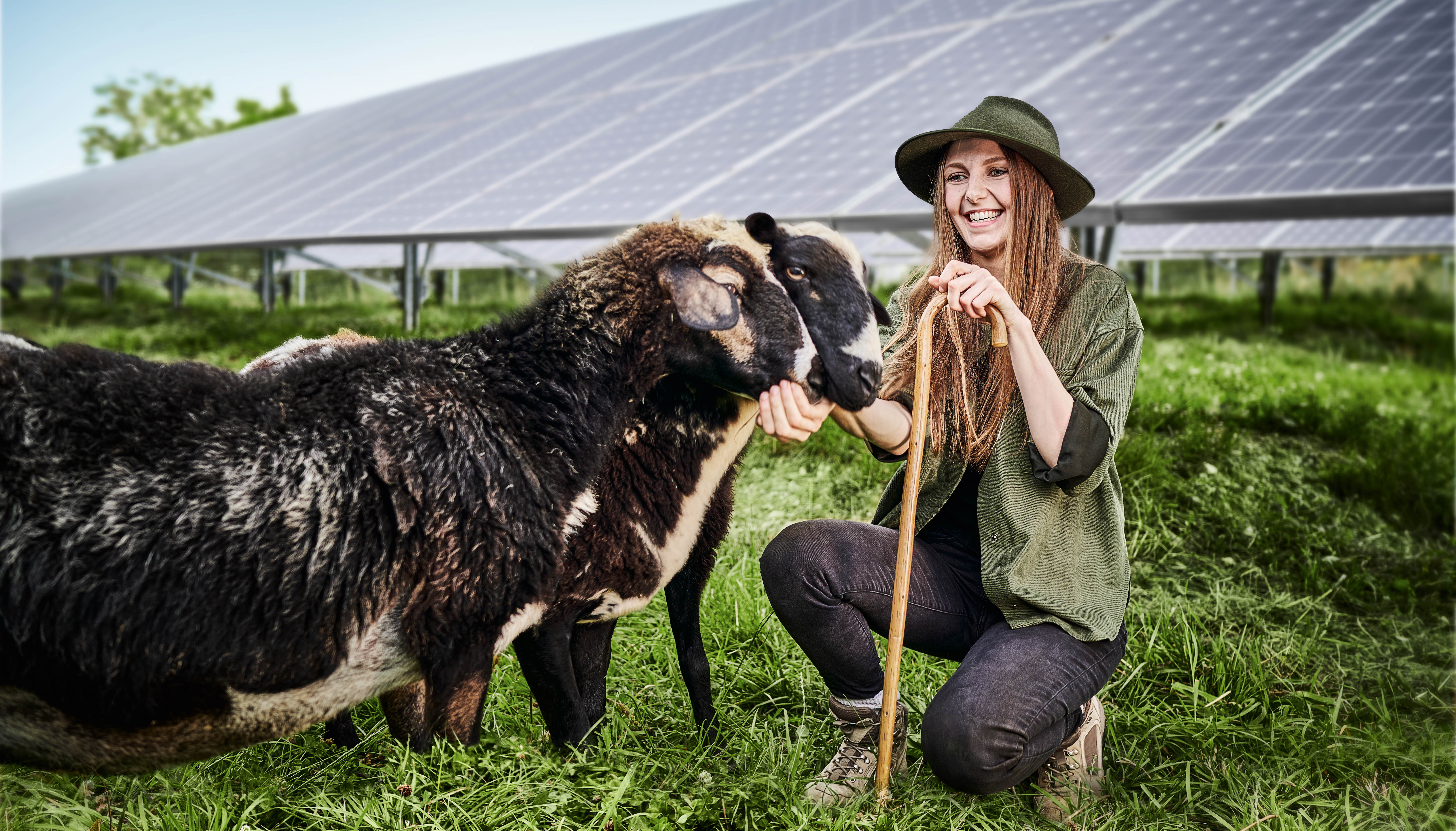Eine Schäferin sitzt bei ihren Schafen in einem Solarpark